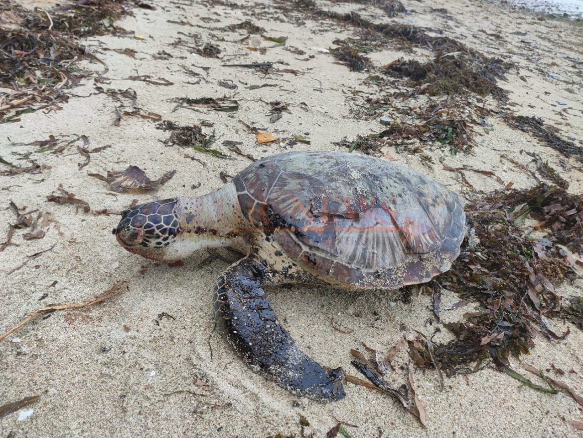 Seekor Penyu Menjadi Korban Limbah Minyak Hitam