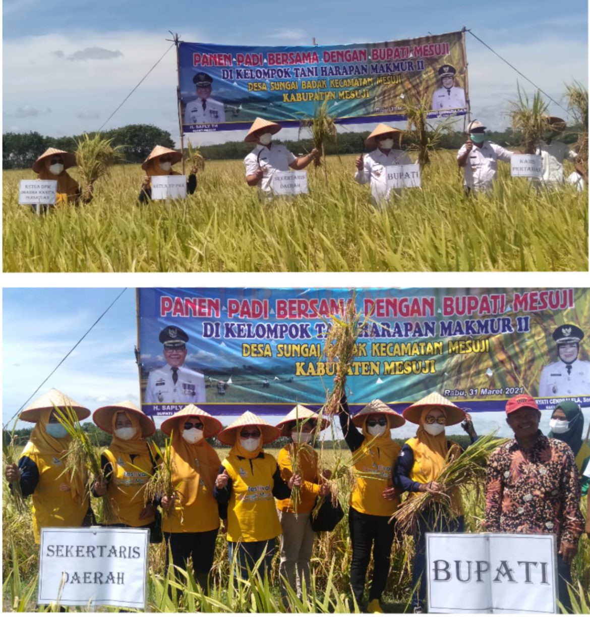 Bupati Mesuji H Saply TH panen perdana di Desa Sungai Badak, Kecamatan Mesuji (F.Jalurnews.com)