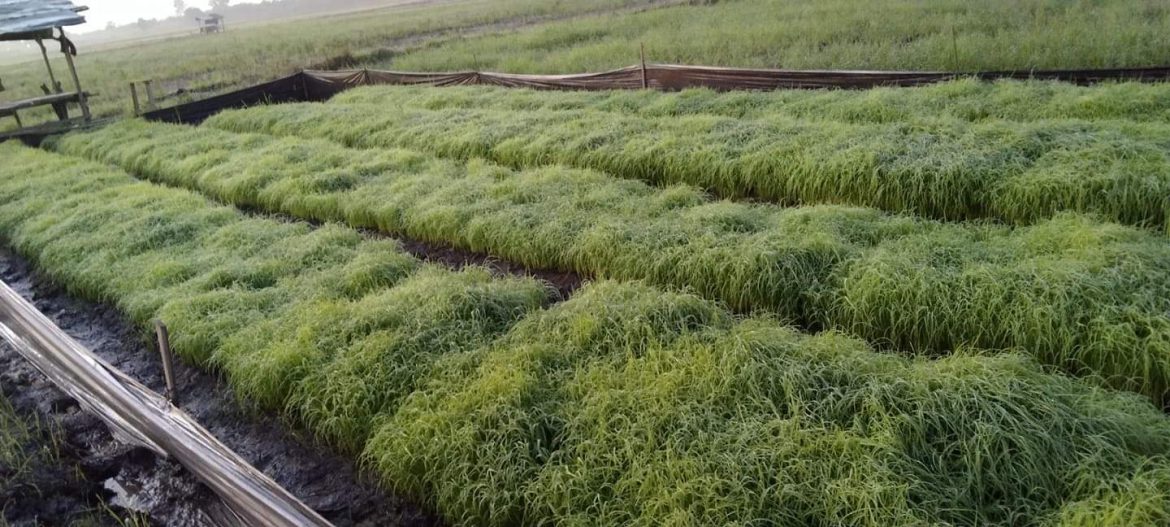 Puluhan Ha lahan Petani Padi Desa Sungai badak terancam gagal tanam dan panen