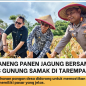 Bupati Aneng Tekankan Hilirisasi Hasil Tani Saat Panen Jagung BUMDes Tarempa Selatan