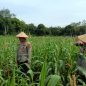 Polsek Bengkalis Pantau Perawatan Jagung di Desa Senggoro